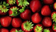 صورة مقال الفراولة وفوائدها