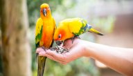 صورة مقال كيفية تربية الطيور