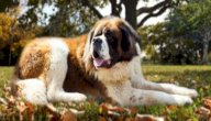 صورة مقال مواصفات كلاب سان برنارد