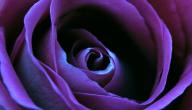 صورة مقال ماذا تعني الوردة البنفسجية