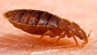 صورة مقال طرق الوقاية من حشرة البق
