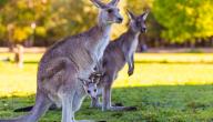 صورة مقال صفات حيوان الكنغر