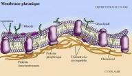 صورة مقال ما هي وظيفة غشاء الخلية