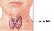 ما هي وظيفة الغدة الدرقية