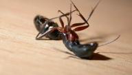 صورة مقال عجائب وغرائب النمل