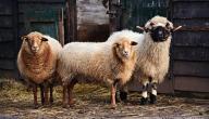صورة مقال مواصفات خروف الأضحية