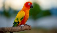 صورة مقال نمو الببغاء