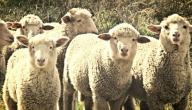 صورة مقال كيف تعرف سن الغنم