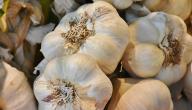 صورة مقال طريقة تناول الثوم كعلاج