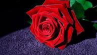 صورة مقال ماذا تعني الوردة الحمراء