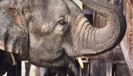 صورة مقال ما هو عدد أسنان الفيل