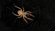 صورة مقال ما عدد أرجل العنكبوت
