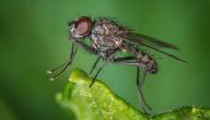 صورة مقال مم يتكون جسم الذبابة
