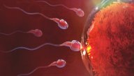 صورة مقال ما هي أعراض تخصيب البويضة