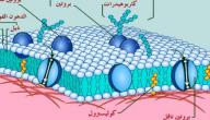 صورة مقال مم يتكون غشاء الخلية