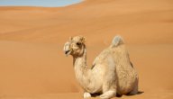 صورة مقال كيفية تكيف الجمل في الصحراء