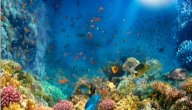 صورة مقال موضوع تعبير عن عالم البحار