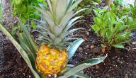 صورة مقال كيف يزرع الاناناس