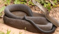 صورة مقال أسرع ثعبان في العالم