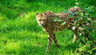 صورة مقال أسرع الحيوانات البرية
