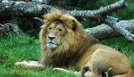 صورة مقال ما المكان الذي يعيش فيه الأسد