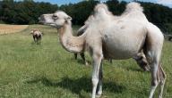 صورة مقال معلومات عن الجمل ذي السنامين