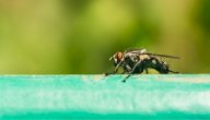صورة مقال معلومات عن ذبابة تسي تسي