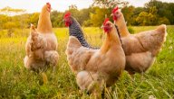 صورة مقال أنواع الدجاج