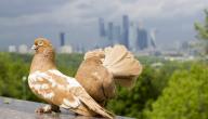 صورة مقال تربية الحمام