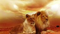 صورة مقال حلم الأسد