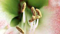 صورة مقال مراحل إنبات حبوب اللقاح