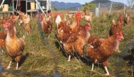 كيف يربى الدجاج