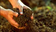 صورة مقال كيفية تحسين مردودية التربة
