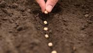 صورة مقال كيفية غرس البذور