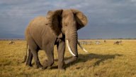 صورة مقال اسم أنثى الفيل