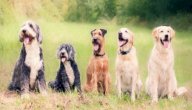 صورة مقال جميع أنواع الكلاب