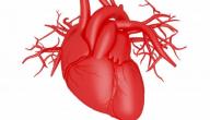 ما هي مكونات القلب