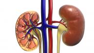 صورة مقال أسباب ارتفاع وظائف الكلى