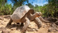 صورة مقال كم تعيش السلحفاة