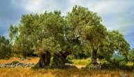 صورة مقال كم تعيش شجرة الزيتون