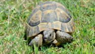 صورة مقال كم سن للسلحفاة