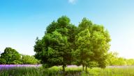 صورة مقال تاريخ اليوم العالمي للشجرة