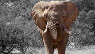 صورة مقال من أين يتنفس الفيل