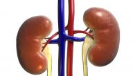 صورة مقال ارتفاع وظائف الكلى