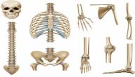 صورة مقال كم عظمة فى جسم الإنسان