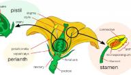 صورة مقال أجزاء الزهرة في النبات