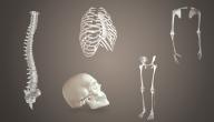 صورة مقال أجزاء الجهاز الهيكلي ووظائفه الرئيسية