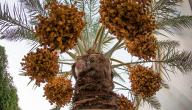 صورة مقال كيفية زراعة التمر