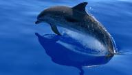 صورة مقال اسم صغير الدلفين