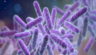 صورة مقال كيفية تكاثر البكتيريا